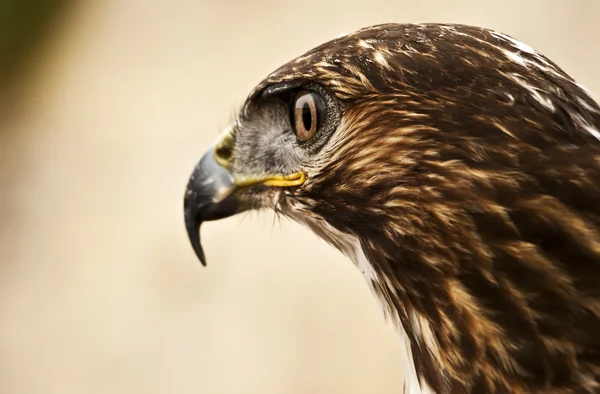 Fete des rapaces